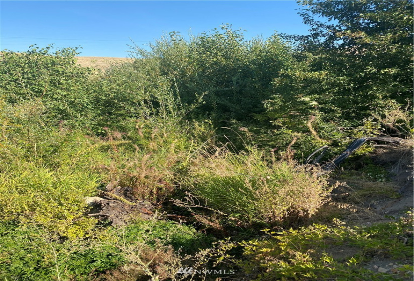 20762 Highway 20, Twisp, Washington 98856, ,Land,For Sale,Highway 20,NWM1834132