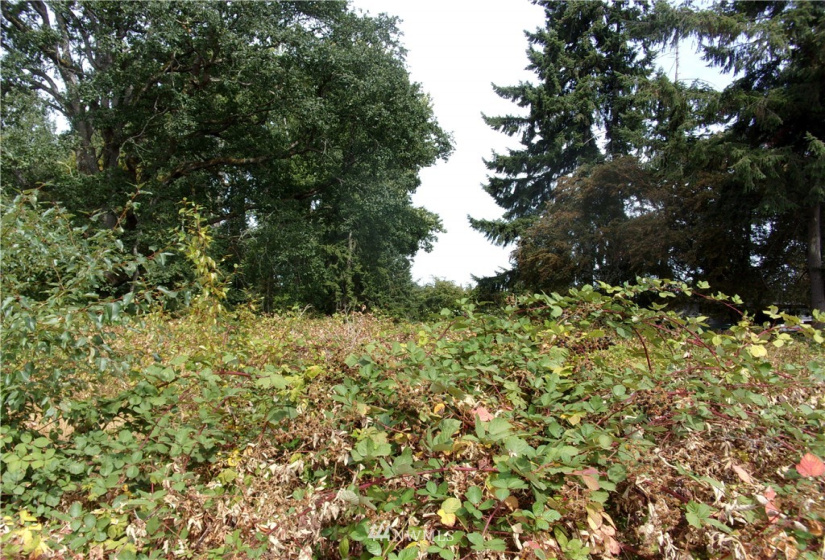 7911 146th, Lakewood, Washington 98439, ,Land,For Sale,146th,NWM1836088