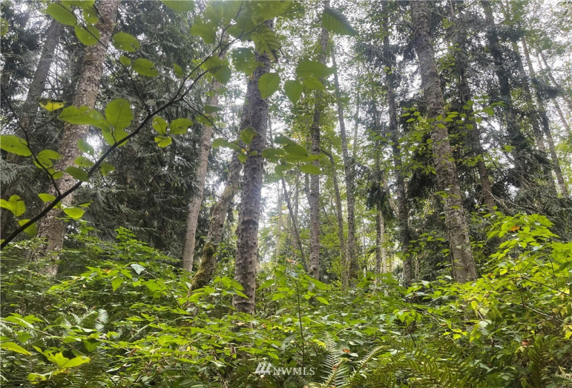 25 xx Old Gardiner, Gardiner, Washington 98382, ,Land,For Sale,Riviera II,Old Gardiner,NWM1830434