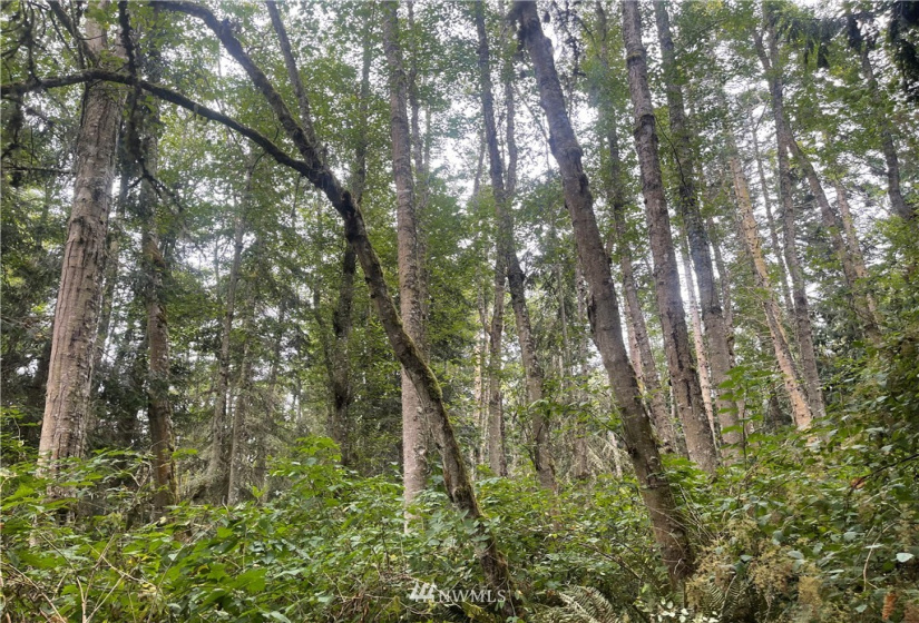 25 xx Old Gardiner, Gardiner, Washington 98382, ,Land,For Sale,Riviera II,Old Gardiner,NWM1830434