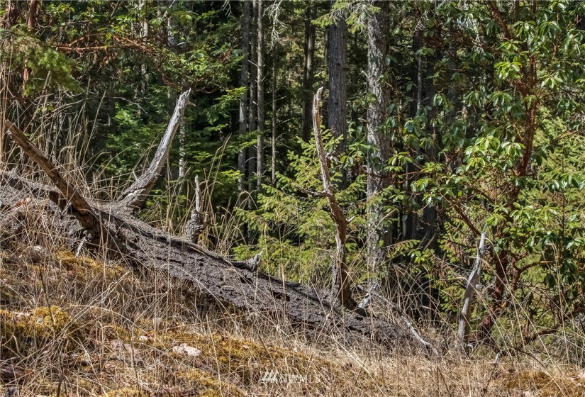 2 Lot Lazy, Friday Harbor, Washington 98250, ,Land,For Sale,Carefree Heights,Lazy,NWM1835945
