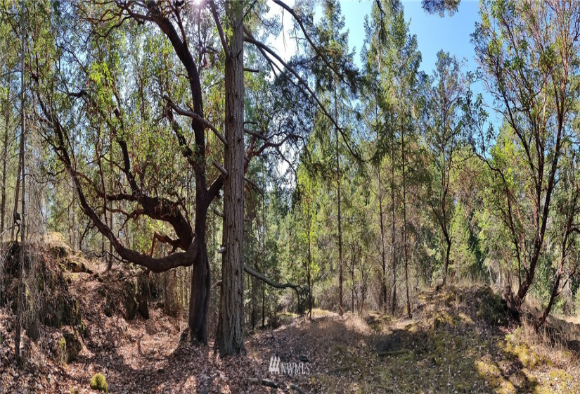 2 Lot Lazy, Friday Harbor, Washington 98250, ,Land,For Sale,Carefree Heights,Lazy,NWM1835945