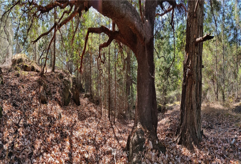 2 Lot Lazy, Friday Harbor, Washington 98250, ,Land,For Sale,Carefree Heights,Lazy,NWM1835945