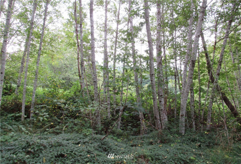 10055 Hornbeck, Concrete, Washington 98284, ,Land,For Sale,Hornbeck,NWM1837567