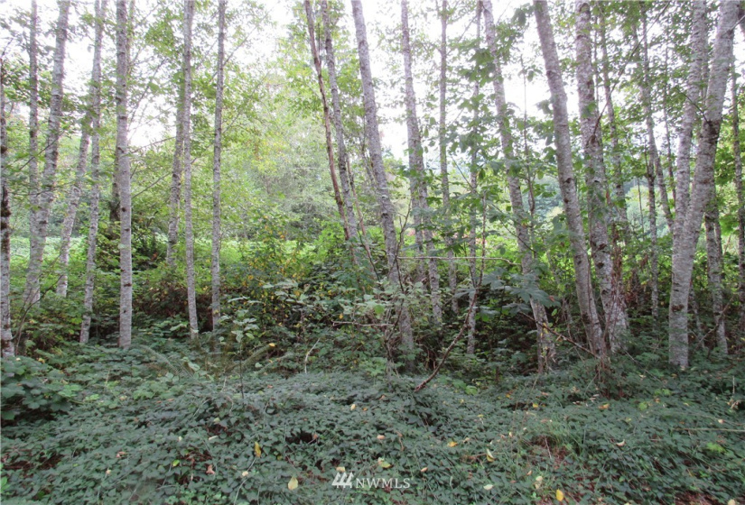 10055 Hornbeck, Concrete, Washington 98284, ,Land,For Sale,Hornbeck,NWM1837567