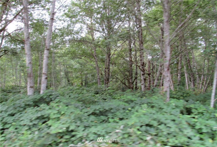 50720 Hornbeck, Concrete, Washington 98284, ,Land,For Sale,Hornbeck,NWM1837577