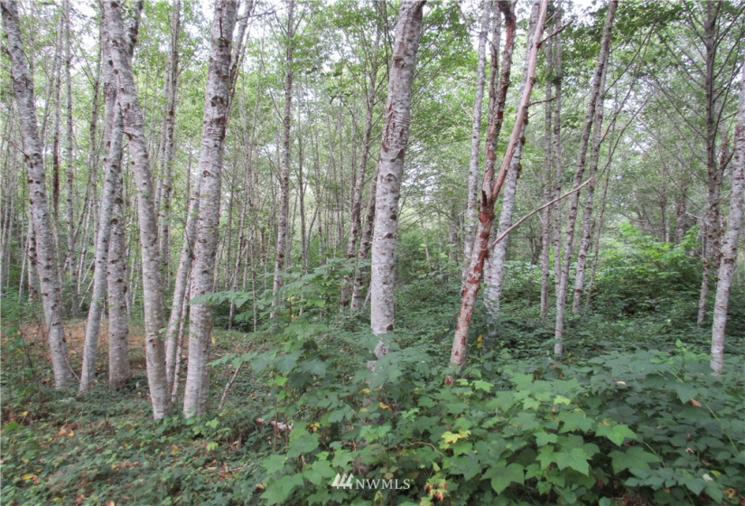 50720 Hornbeck, Concrete, Washington 98284, ,Land,For Sale,Hornbeck,NWM1837577