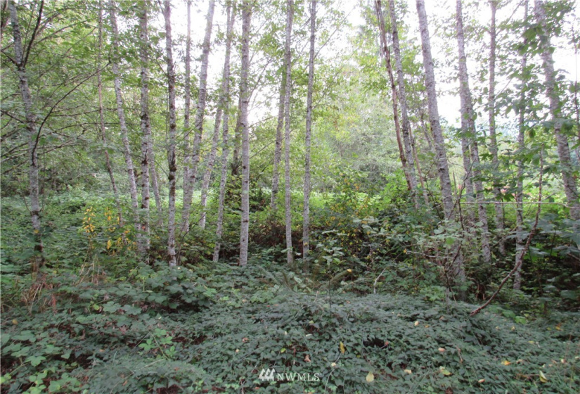 10071 Hornbeck, Concrete, Washington 98284, ,Land,For Sale,Hornbeck,NWM1837586