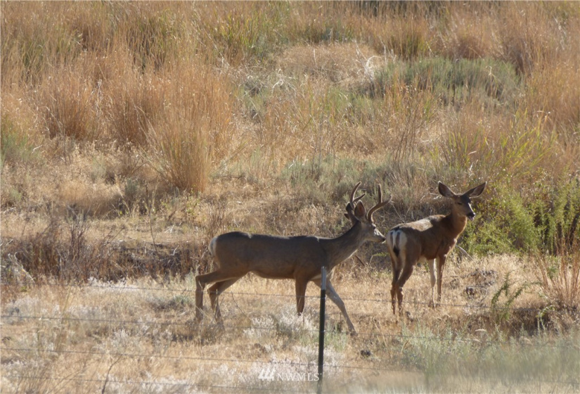 100 Webers, Grand Coulee, Washington 98813, ,Land,For Sale,Buck Spring,Webers,NWM1838016