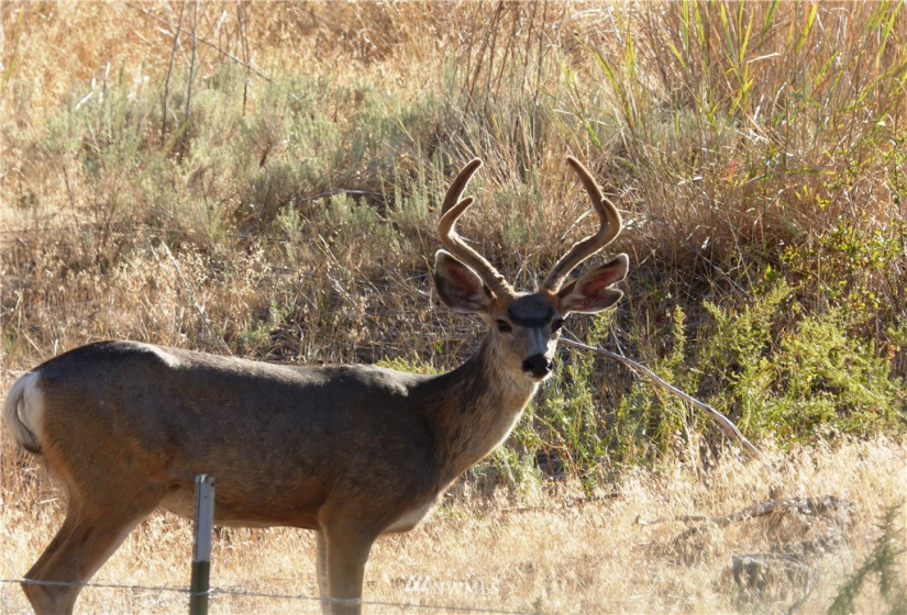 100 Webers, Grand Coulee, Washington 98813, ,Land,For Sale,Buck Spring,Webers,NWM1838016