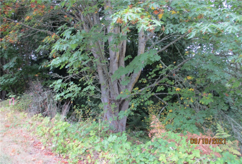 9999 Atterberry, Sequim, Washington 98382, ,Land,For Sale,Atterberry,NWM1838450