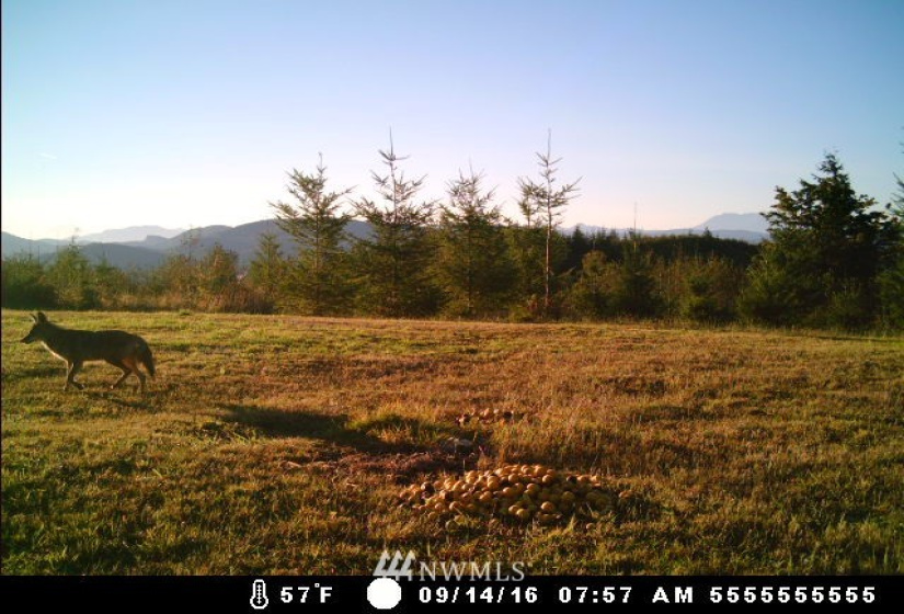 0 State Route 508, Onalaska, Washington 98533, ,Land,For Sale,State Route 508,NWM1839130
