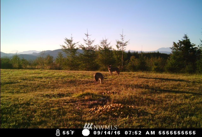 0 State Route 508, Onalaska, Washington 98533, ,Land,For Sale,State Route 508,NWM1839130