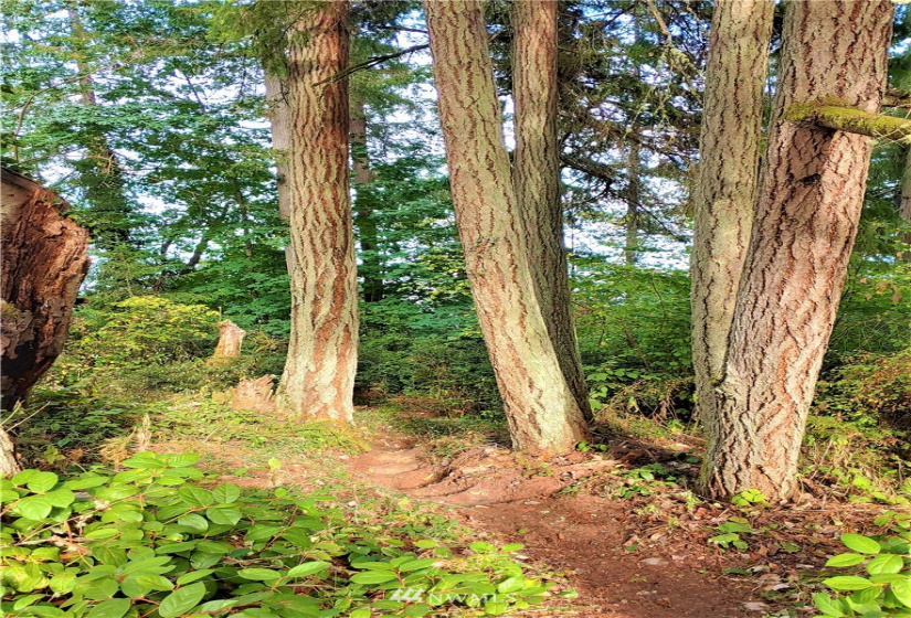 10121 Totem, Anderson Island, Washington 98303, ,Land,For Sale,Lake Josephine Riviera,Totem,NWM1839201
