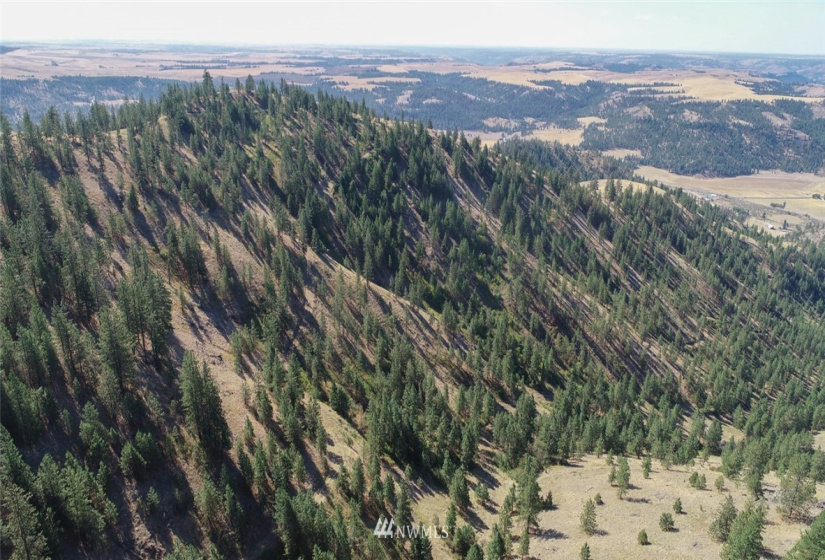 44800 Royal, Davenport, Washington 99122, ,Land,For Sale,Royal,NWM1832879
