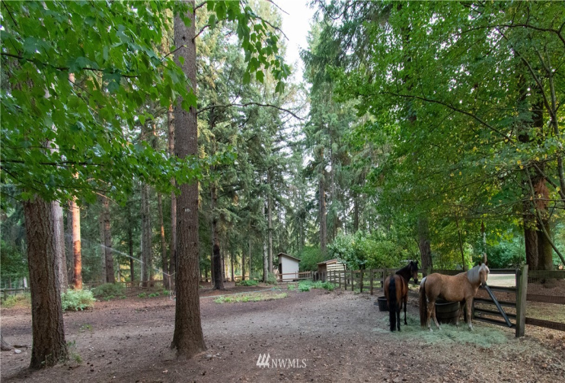 33927 102nd, Roy, Washington 98580, 4 Bedrooms Bedrooms, ,2 BathroomsBathrooms,Residential,For Sale,Whitewater Estates,102nd,NWM1840088