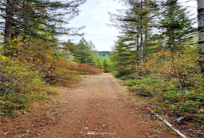 0 Lillie, Satsop, Washington 98541, ,Land,For Sale,Lillie,NWM1840471