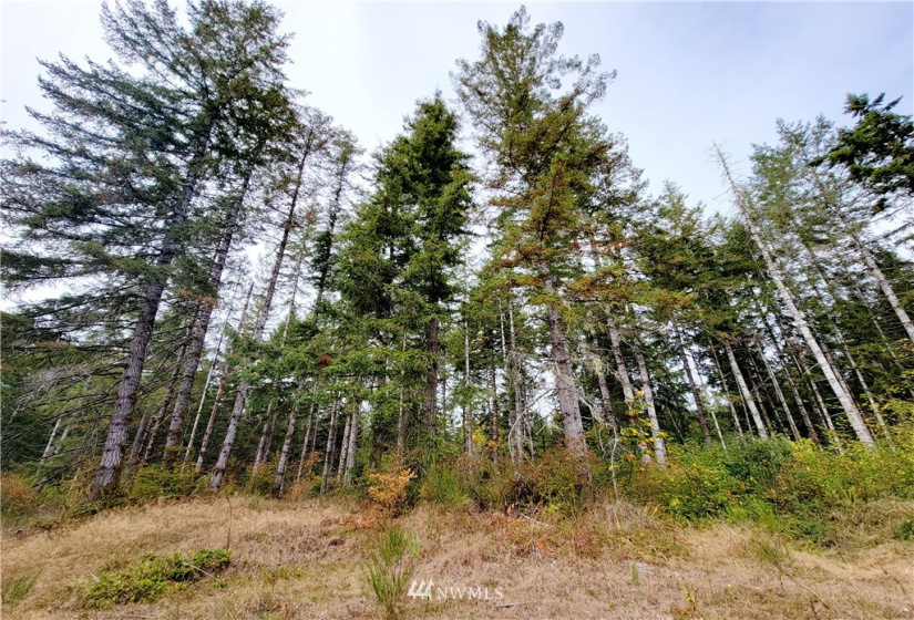 0 Lillie, Satsop, Washington 98541, ,Land,For Sale,Lillie,NWM1840471