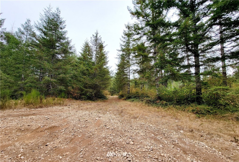 0 Lillie, Satsop, Washington 98541, ,Land,For Sale,Lillie,NWM1840472