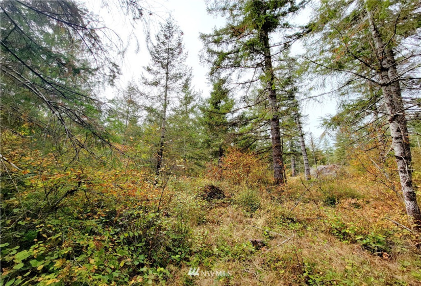 0 Lillie, Satsop, Washington 98541, ,Land,For Sale,Lillie,NWM1840472