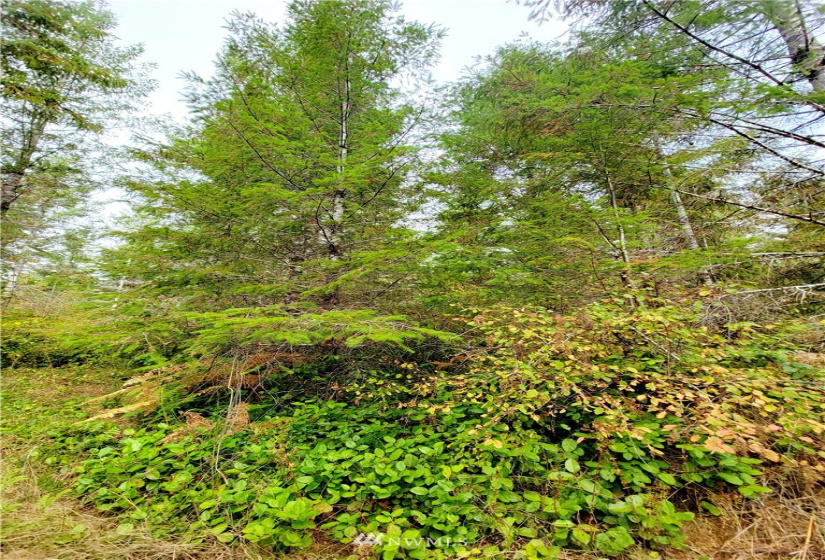 0 Lillie, Satsop, Washington 98541, ,Land,For Sale,Lillie,NWM1840472