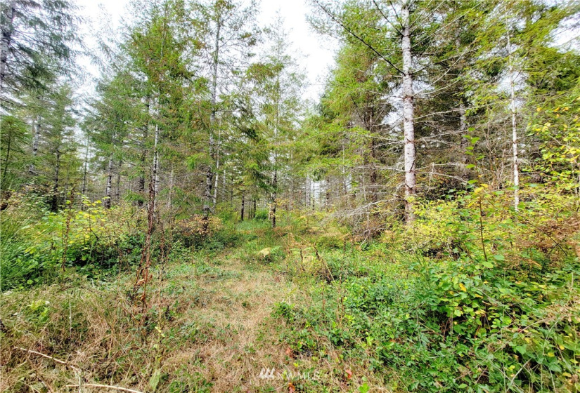 0 Lillie, Satsop, Washington 98541, ,Land,For Sale,Lillie,NWM1840472