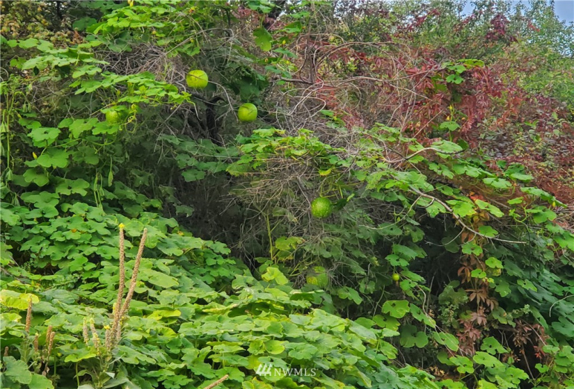 0 TBD Panorama Point, Omak, Washington 98841, ,Land,For Sale,Panorama Point,NWM1825895