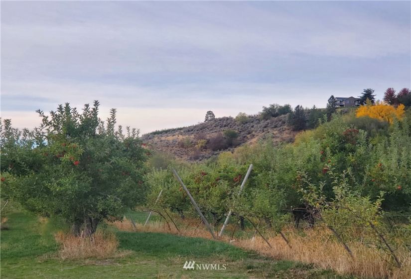 0 TBD Panorama Point, Omak, Washington 98841, ,Land,For Sale,Panorama Point,NWM1825895