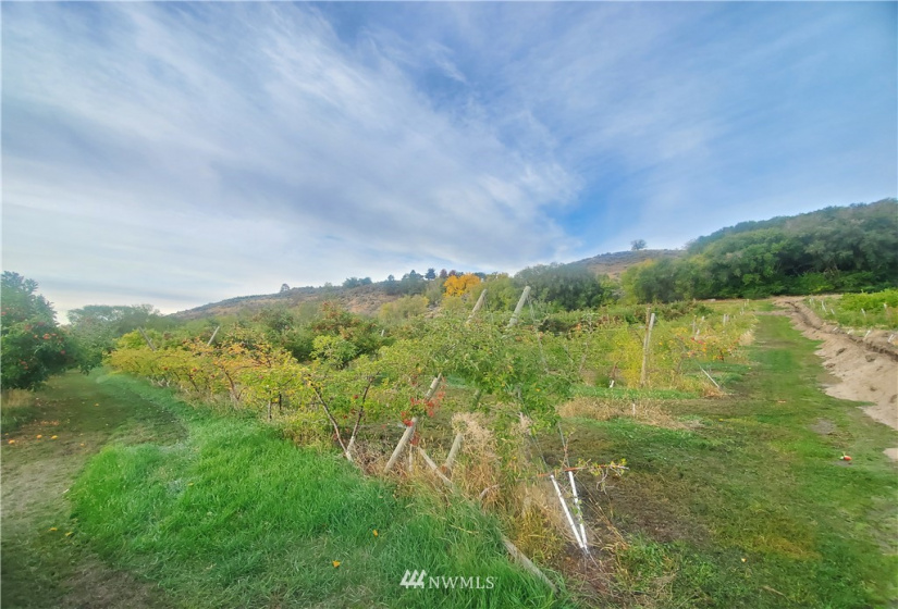 0 TBD Panorama Point, Omak, Washington 98841, ,Land,For Sale,Panorama Point,NWM1825895