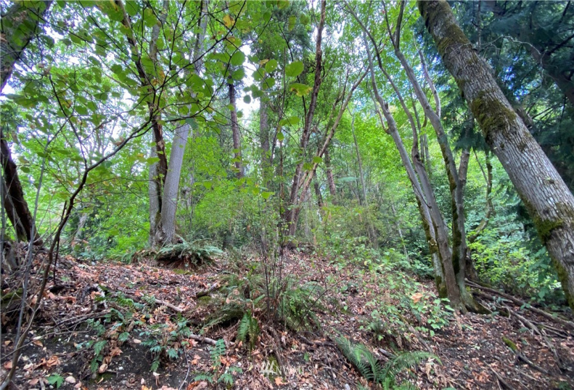 22 XX East Lake Sammamish, Sammamish, Washington 98074, ,Land,For Sale,Sammamish Spgs Add,East Lake Sammamish,NWM1841311