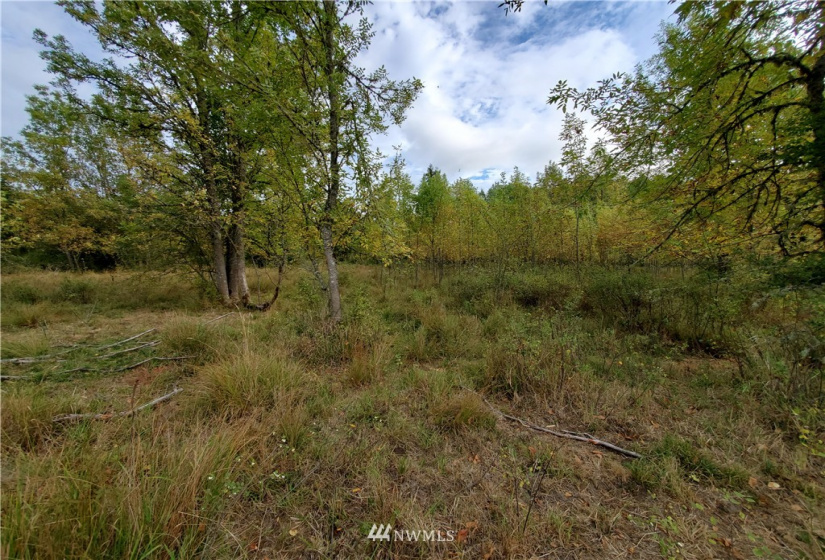 641 Boistfort Rd, Chehalis, Washington 98532, ,Land,For Sale,Boistfort Rd,NWM1841282