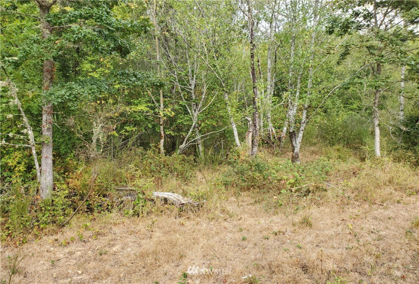 641 Boistfort Rd, Chehalis, Washington 98532, ,Land,For Sale,Boistfort Rd,NWM1841282