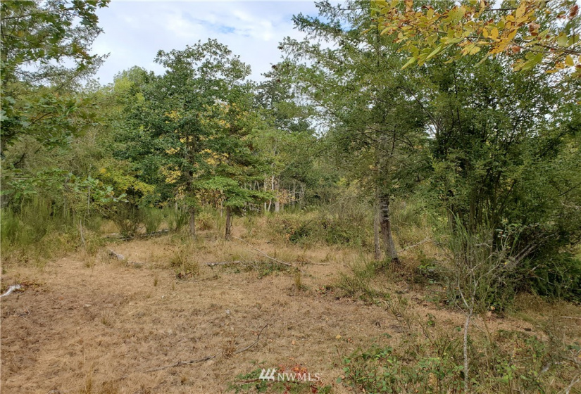 641 Boistfort Rd, Chehalis, Washington 98532, ,Land,For Sale,Boistfort Rd,NWM1841282