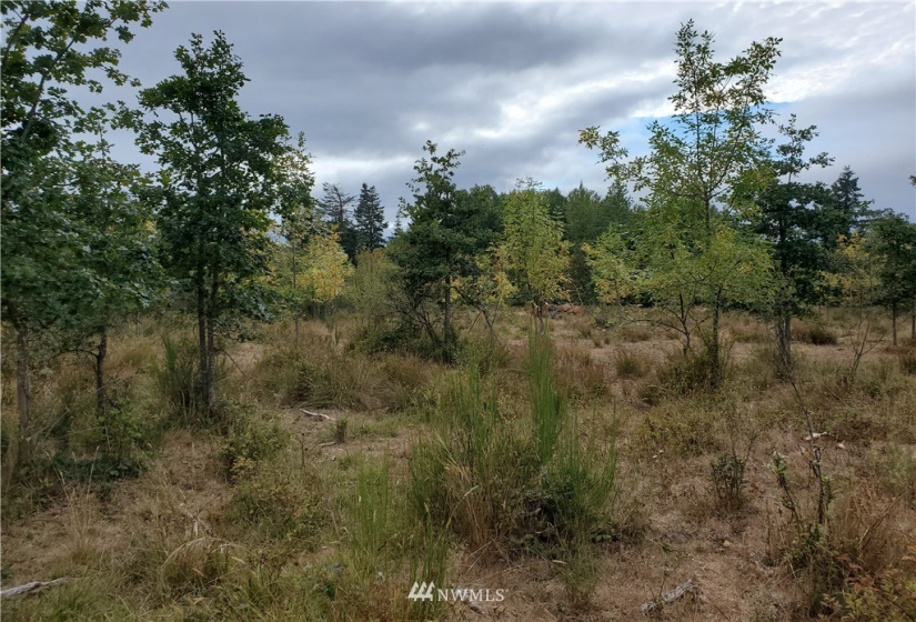 641 Boistfort Rd, Chehalis, Washington 98532, ,Land,For Sale,Boistfort Rd,NWM1841282