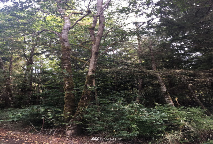 0 TBD 85th, Long Beach, Washington 98631, ,Land,For Sale,85th,NWM1841044