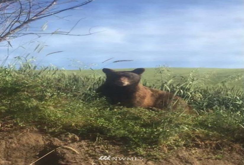 310 Seven Mile, Walla Walla, Washington 99362, ,Residential,For Sale,Seven Mile,NWM1842481