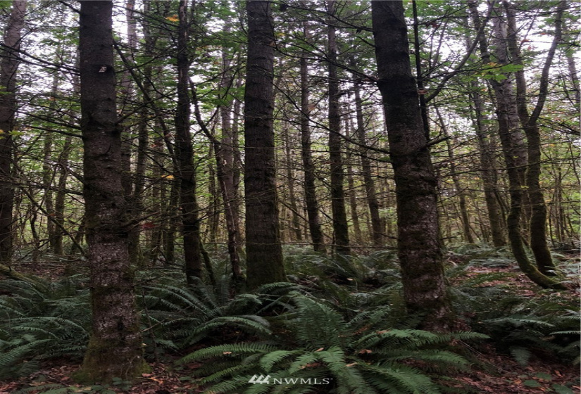 2 XXX Green River Gorge, Black Diamond, Washington 98010, ,Land,For Sale,Green River Gorge,NWM1843689