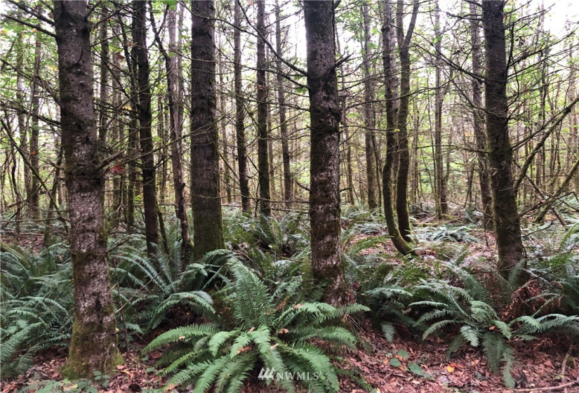 2 XXX Green River Gorge, Black Diamond, Washington 98010, ,Land,For Sale,Green River Gorge,NWM1843689