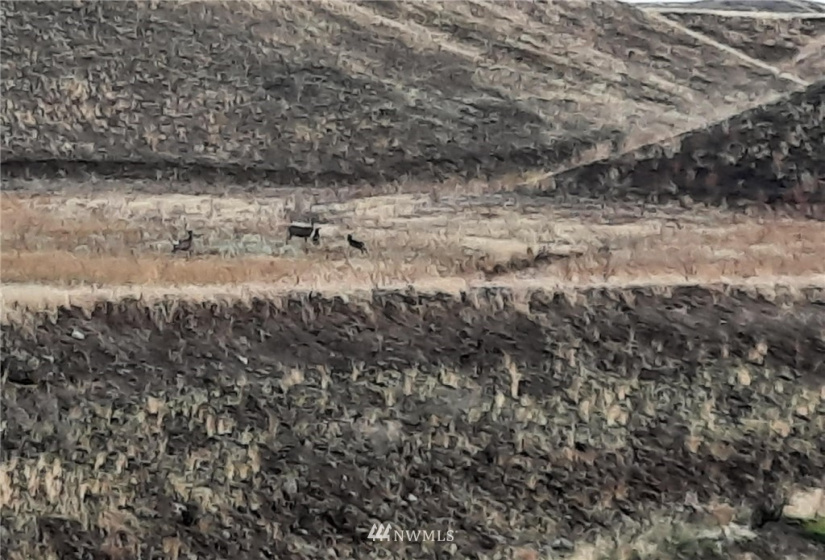 0 BRIDGEPORT HILL, Bridgeport, Washington 98813, ,Land,For Sale,BRIDGEPORT HILL,NWM1845021