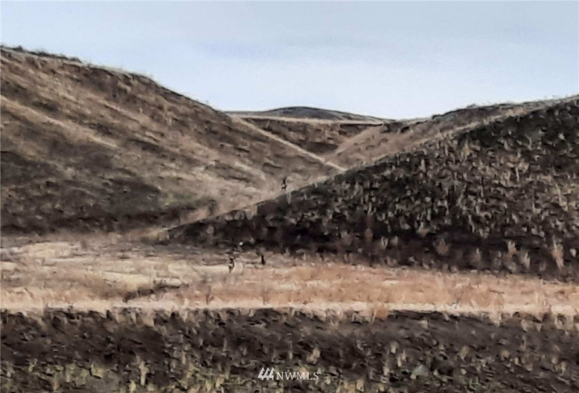 0 BRIDGEPORT HILL, Bridgeport, Washington 98813, ,Land,For Sale,BRIDGEPORT HILL,NWM1845021