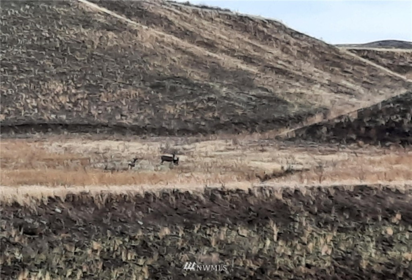 0 BRIDGEPORT HILL, Bridgeport, Washington 98813, ,Land,For Sale,BRIDGEPORT HILL,NWM1845021