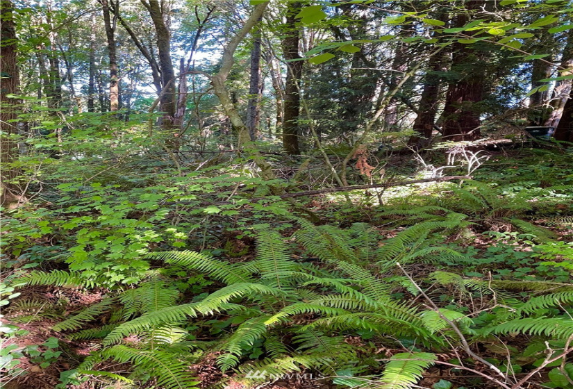 0 xxx Frederick, Olympia, Washington 98501, ,Land,For Sale,Frederick,NWM1843680