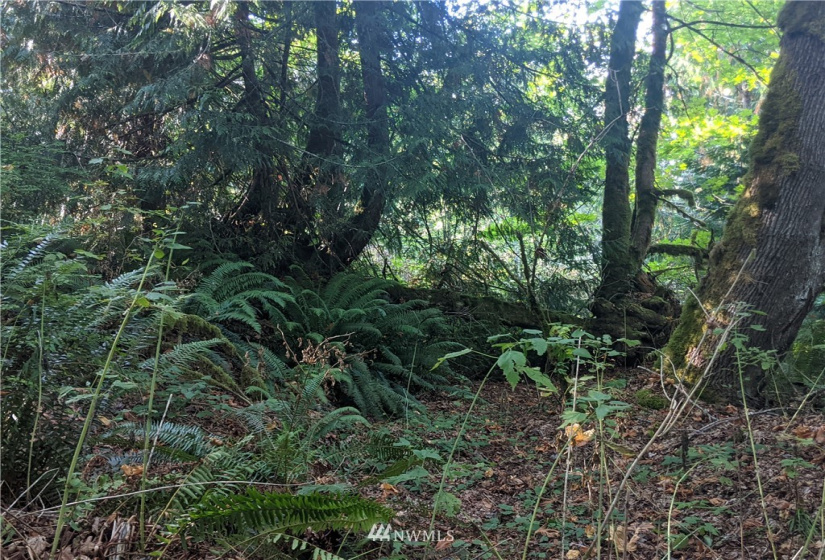 9999 Fors, Port Angeles, Washington 98362, ,Land,For Sale,Fors,NWM1845304