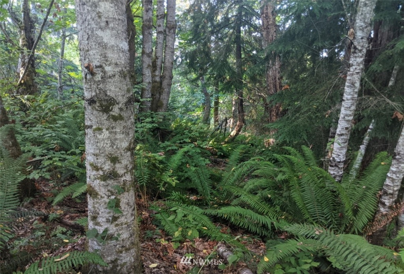 9999 Fors, Port Angeles, Washington 98362, ,Land,For Sale,Fors,NWM1845304