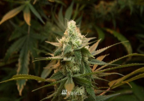 17 gravatt, McCleary, Washington 98557, ,Business Opportunity,For Sale,gravatt,NWM1845377