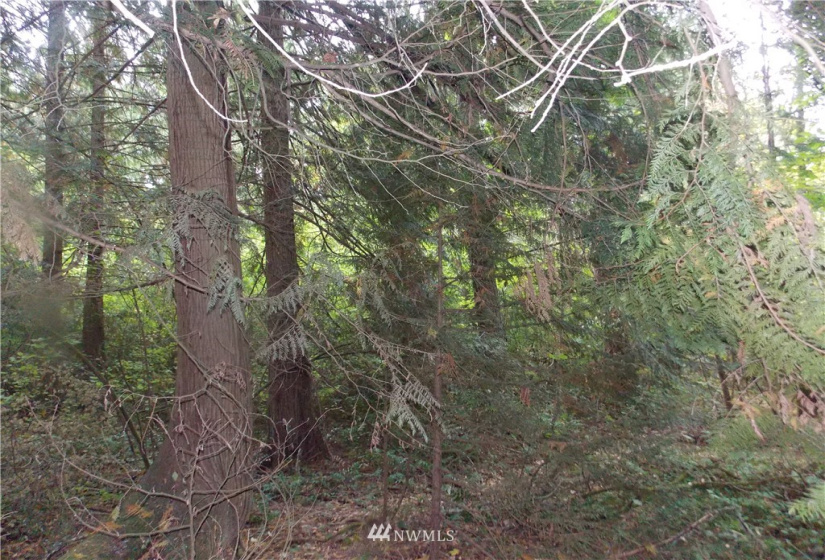 16320 Lawrence Lake, Yelm, Washington 98597, ,Land,For Sale,Lawrence Lake,NWM1844530