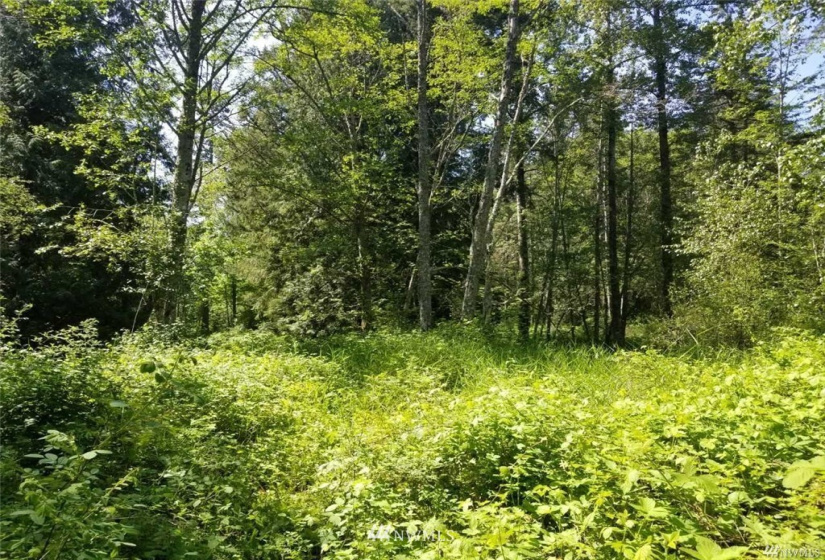 0 Harvey, Blaine, Washington 98230, ,Land,For Sale,Oak Park Add to Blaine,Harvey,NWM1846041