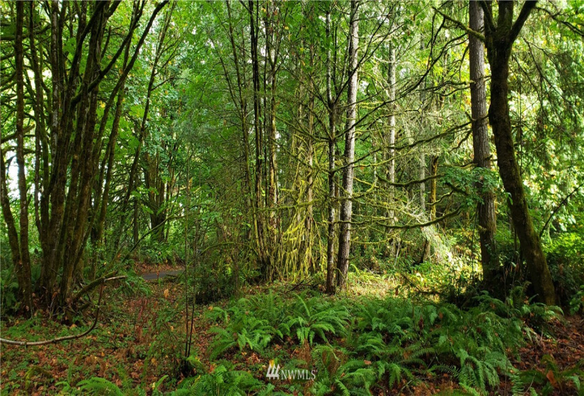 0 40th KPS, Longbranch, Washington 98351, ,Land,For Sale,40th KPS,NWM1845638