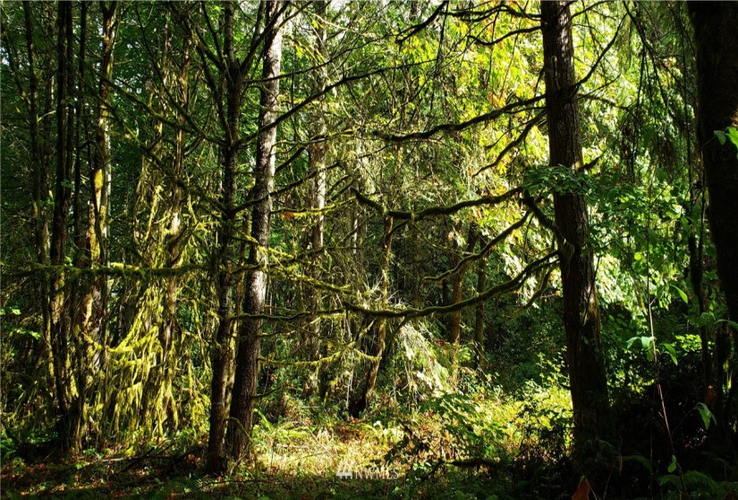 0 40th KPS, Longbranch, Washington 98351, ,Land,For Sale,40th KPS,NWM1845638
