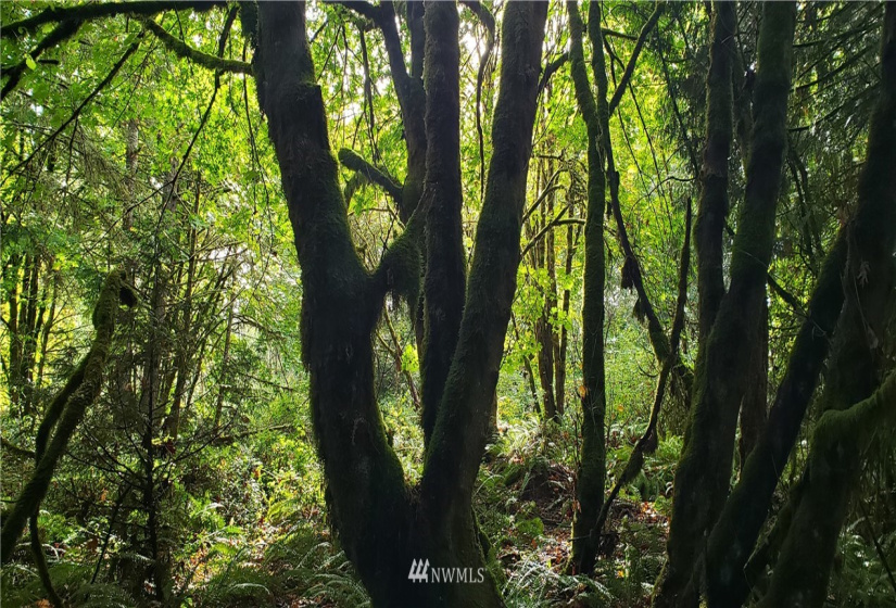 0 40th KPS, Longbranch, Washington 98351, ,Land,For Sale,40th KPS,NWM1845638